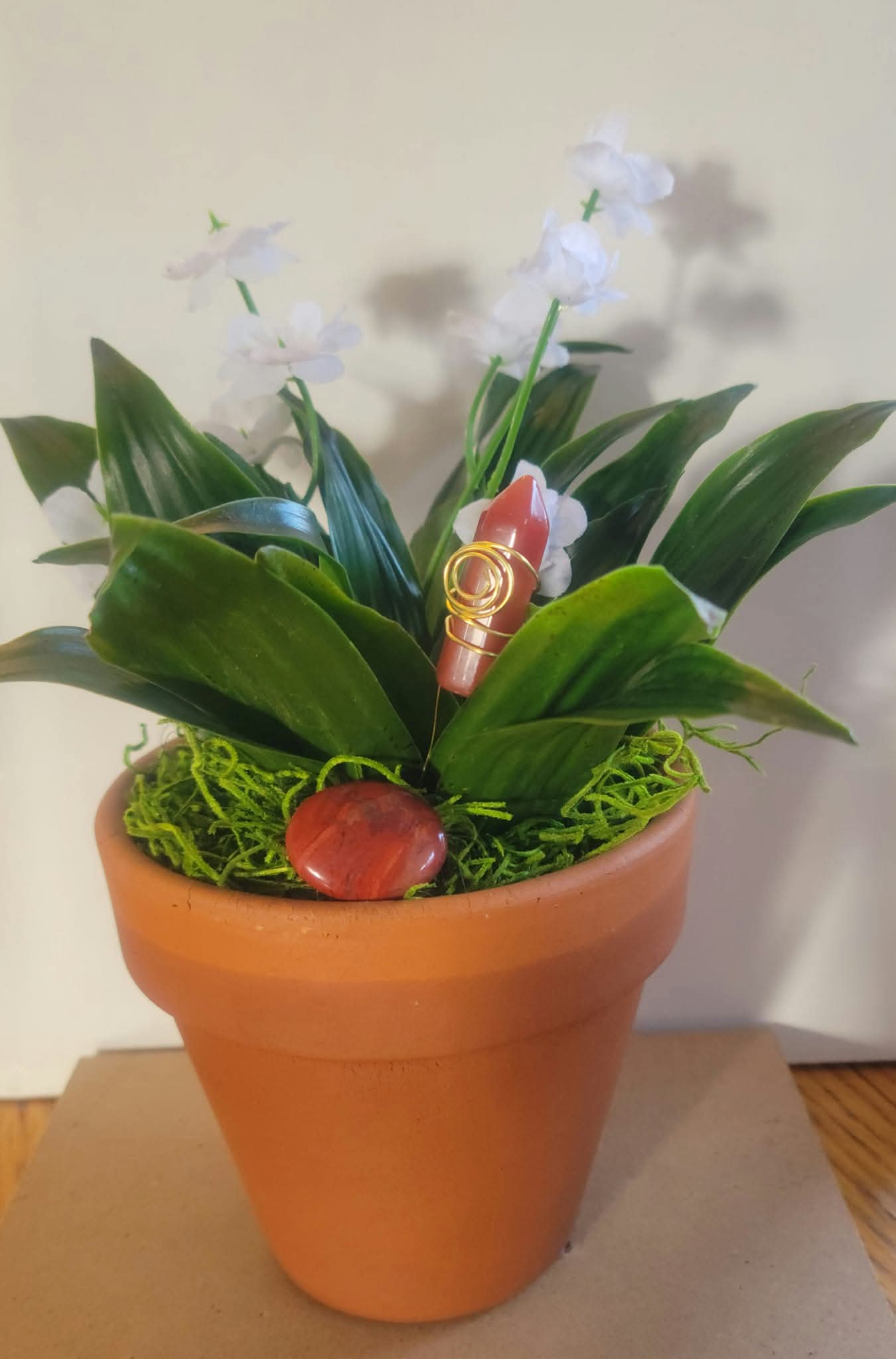 Corn Plant